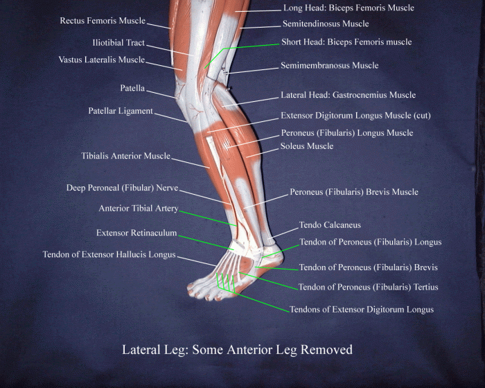 Jambes humaines