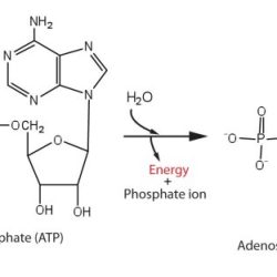 Chemical energy and atp worksheet