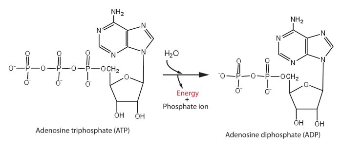 Chemical energy and atp worksheet