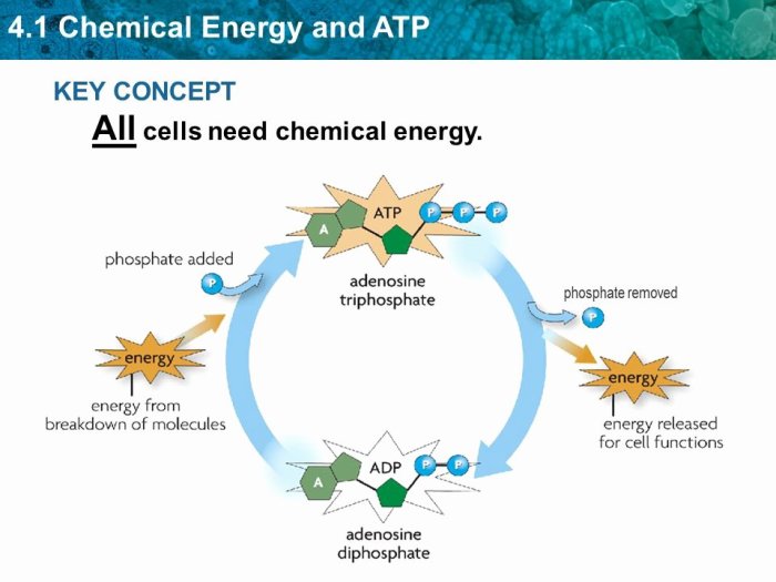 Chemical energy and atp worksheet