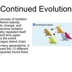 Chapter 16 evolution of populations