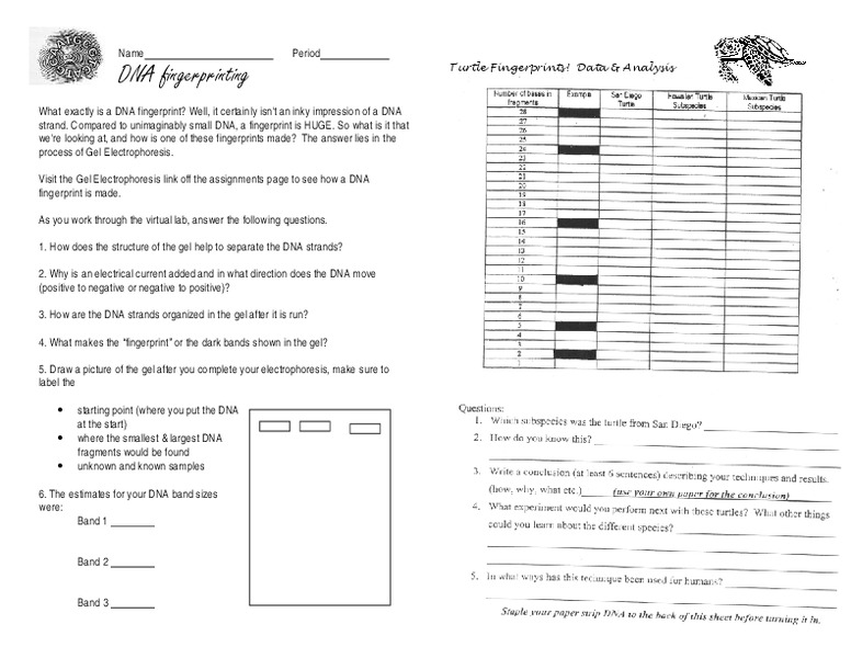 Gel electrophoresis worksheet answer key