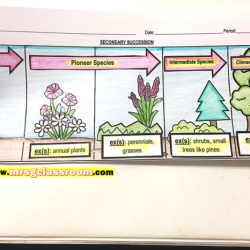 Succession online interactive answer key