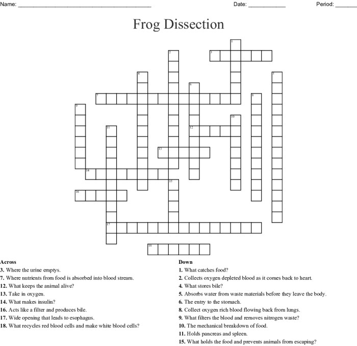 Frog dissection crossword answers key