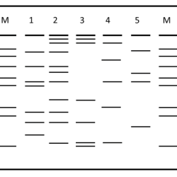 Gel electrophoresis worksheet answer key