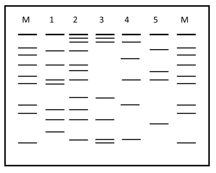 Gel electrophoresis worksheet answer key