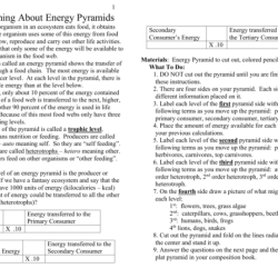 Energy pyramids tying it all together worksheet answers