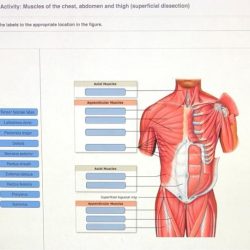 Blood vessels artery vein structure anatomy veins arteries human figure cross walls micrograph features general structures douglas physiology ed 1st