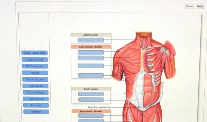 Blood vessels artery vein structure anatomy veins arteries human figure cross walls micrograph features general structures douglas physiology ed 1st