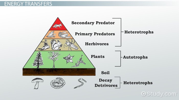 Energy pyramids tying it all together worksheet answers